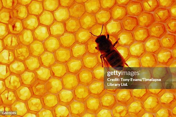 Honey bee on honey comb