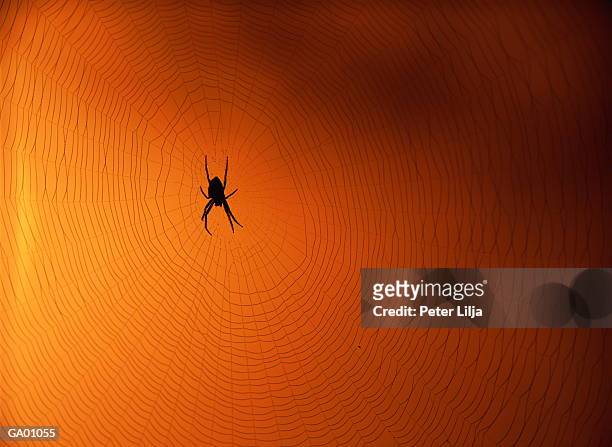 garden spider (araneus diadematus) in center of spider web, silhouette - aranha de jardim - fotografias e filmes do acervo
