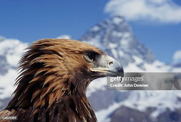 golden eagle (aquila chrysaetos), close-up - alpes peninos fotografías e imágenes de stock