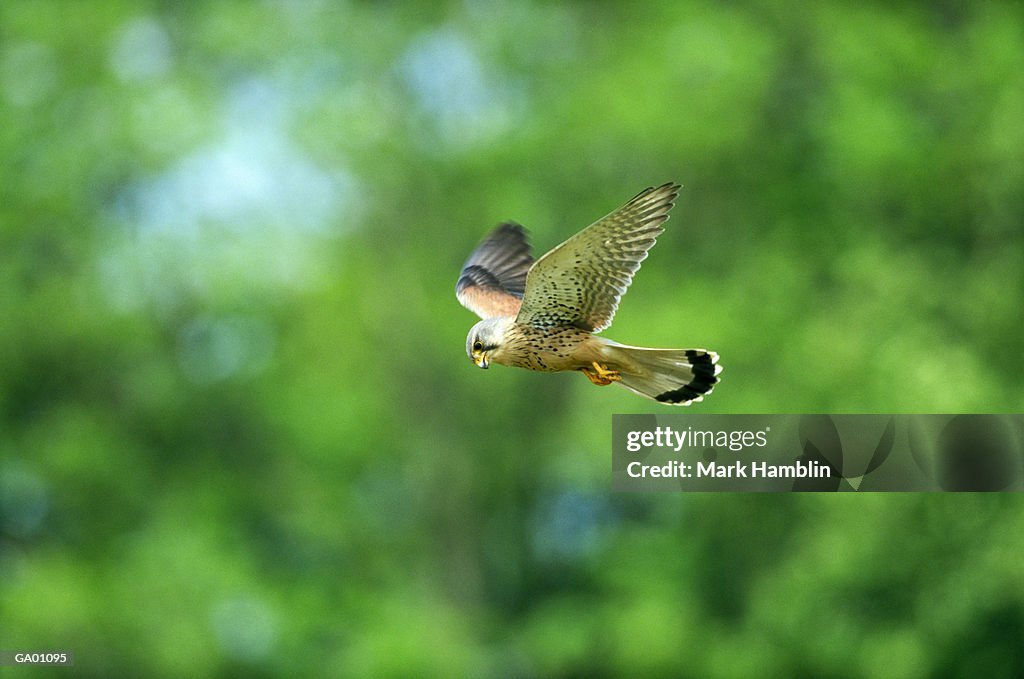 Male Kestrel (Falco tinnunculus) hovering in flight