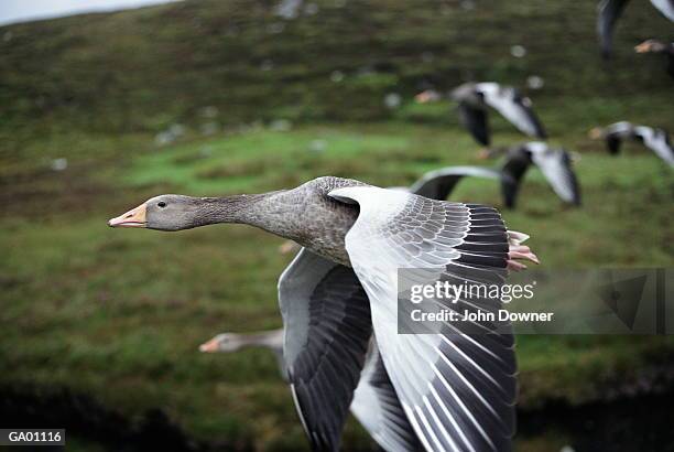 greylag geese (anser anser) in flight - gandee stock pictures, royalty-free photos & images