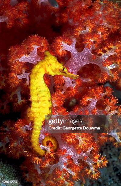 seahorse (hippocampus sp.) swimming on coral reef, close-up - sp imagens e fotografias de stock