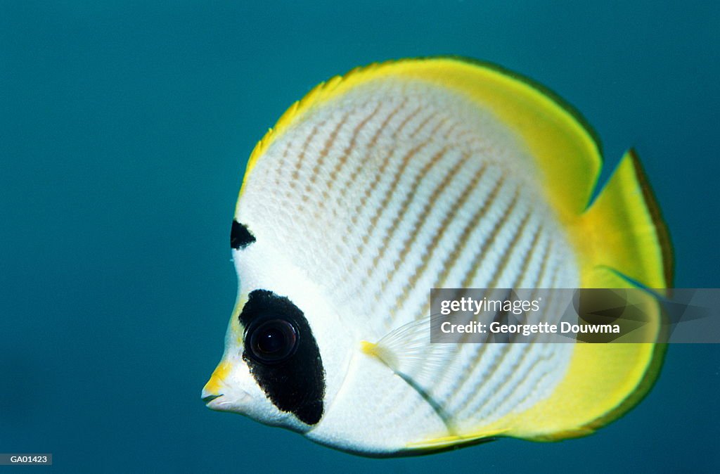 Eye-patch butterflyfish (Chaetodon adiergastos), close-up, profile