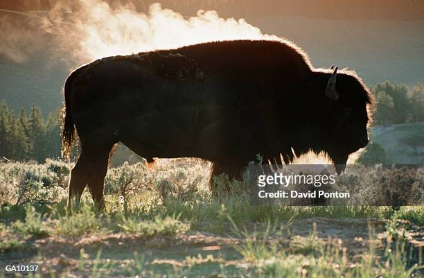 usa, wyoming, american bison, steam rising bison on frosty morning - ponton - fotografias e filmes do acervo