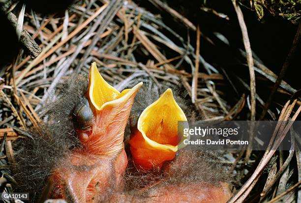 solitaire (myadestes sp.) chicks in nest, close-up - solitaire fotografías e imágenes de stock