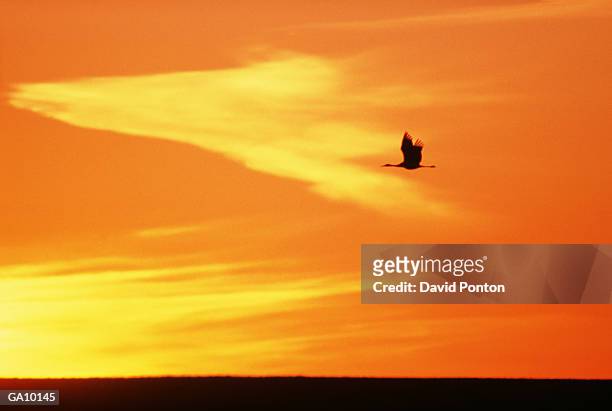 sandhill crane (grus canadensis) in flight, silhouette - sandhill stock pictures, royalty-free photos & images