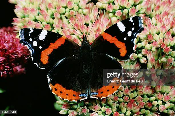 red admiral butterfly (vanessa atalanta), close-up - mariposa numerada fotografías e imágenes de stock
