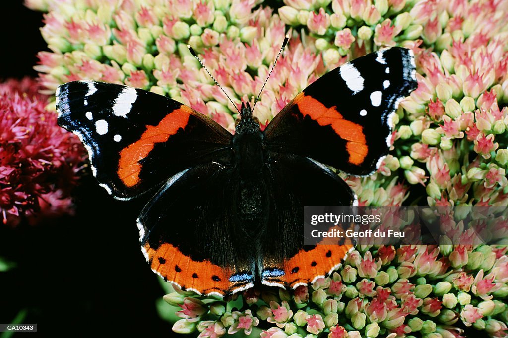 Red admiral butterfly (Vanessa atalanta), close-up