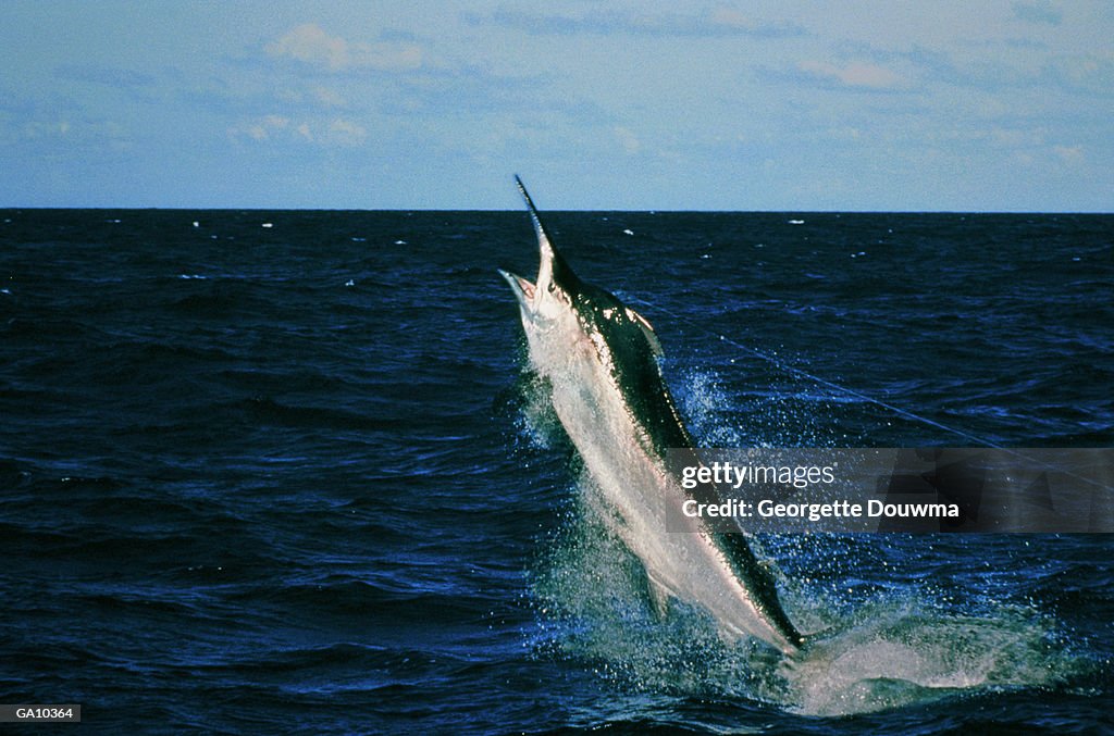 Black Marlin (Makaira indica) caught on fishing line