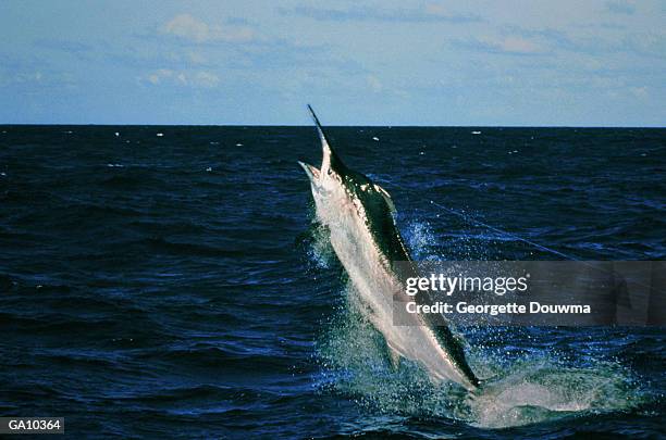 black marlin (makaira indica) caught on fishing line - marlin stock-fotos und bilder