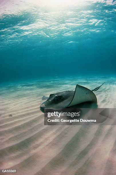 southern stingray (dasyatis americana) swimming on sea floor - elasmobranch stockfoto's en -beelden