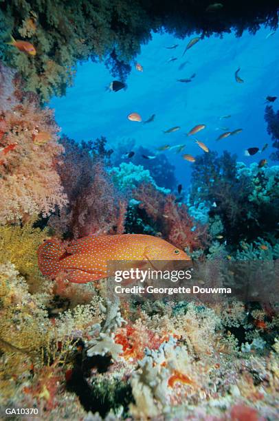 fish swimming in coral reef - coral hind stock pictures, royalty-free photos & images