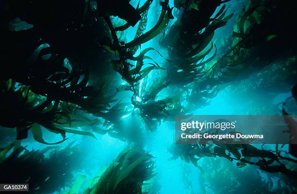 giant kelp (laminariaceae sp.) forest, low angle view - sp imagens e fotografias de stock