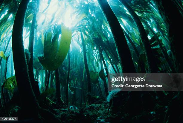 giant kelp (laminariaceae sp.) forest, low section - sp imagens e fotografias de stock