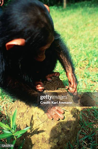 young chimpanzee (pan troglodytes) termite fishing on termite mound - pan stock-fotos und bilder