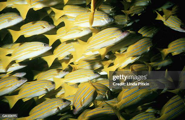 maldive islands, ari atoll, shoal of blue stripe snappers - lutjanus kasmira stock pictures, royalty-free photos & images