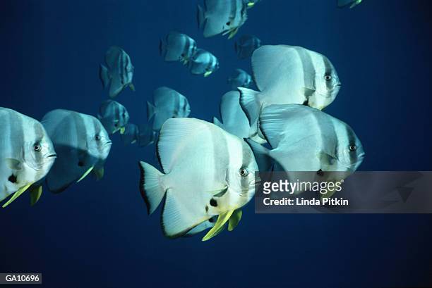 malaysia, royal charlotte atoll, school of batfish - linda stock pictures, royalty-free photos & images