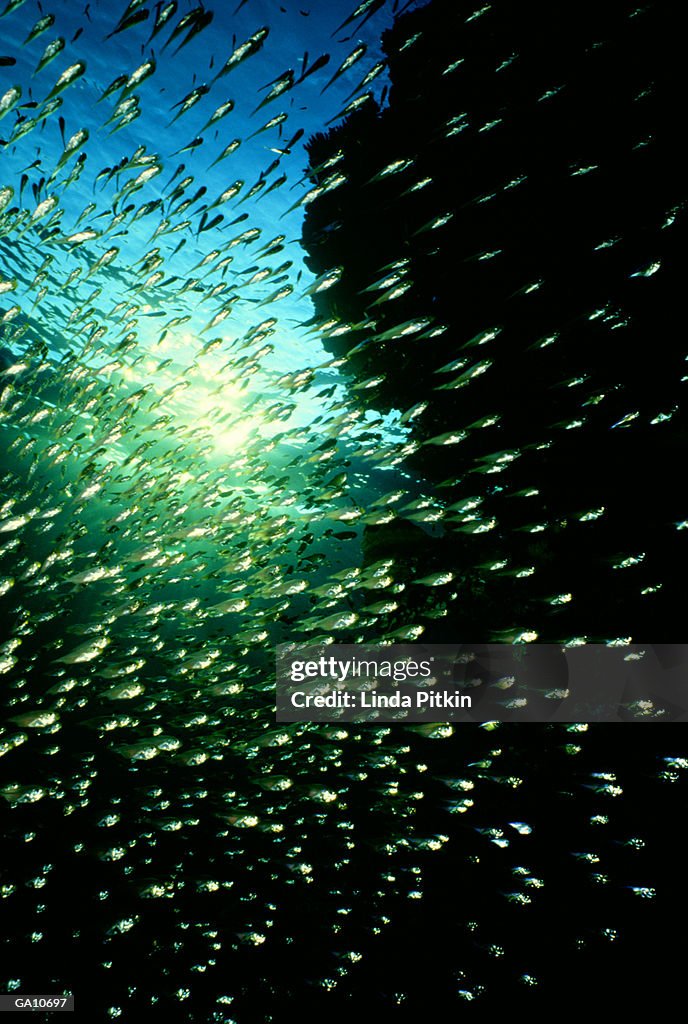 Hatchetfish shoaling, low angle view