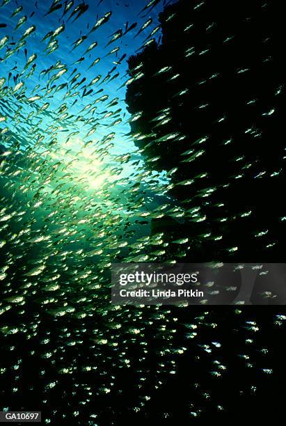 hatchetfish shoaling, low angle view - linda stock pictures, royalty-free photos & images