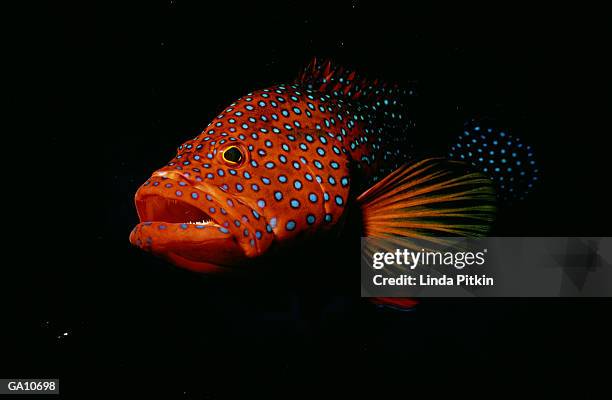 grouper, close-up - linda stock pictures, royalty-free photos & images