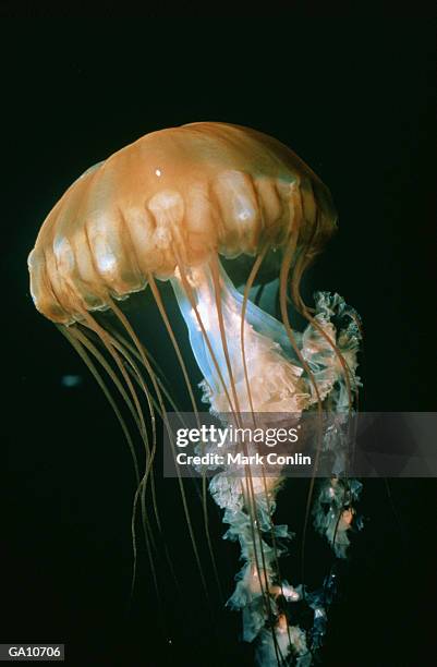 sea nettle (chrysaora sp.), close-up - sea nettle stock pictures, royalty-free photos & images