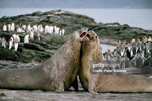 two southern elephant seals cheek to cheek, penguins in background - elephant seal stock pictures, royalty-free photos & images