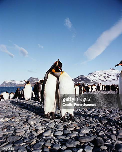 king penguins (aptenodytes patagonicus) nuzzling - flightless bird stock-fotos und bilder