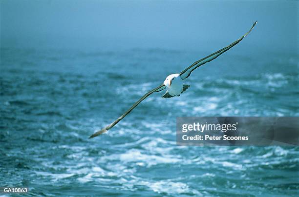 black browed albatross (diomedea melanophris) - atlantische eilanden stockfoto's en -beelden