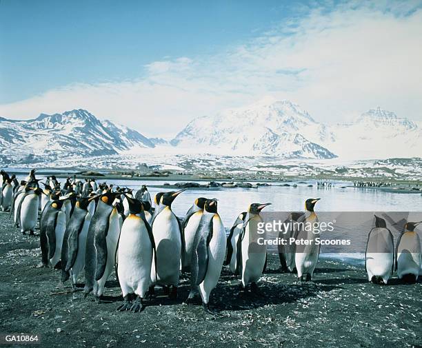 king penguins (aptenodytes patagonicus) standing along shoreline - flightless bird fotografías e imágenes de stock