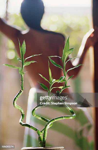 bamboo plant, semi-naked woman by window, rear view (focus on plant) - stehen stock pictures, royalty-free photos & images