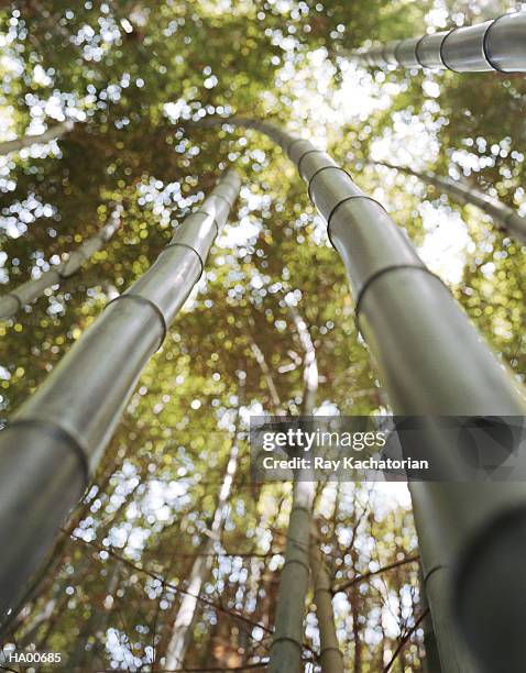 bamboo trees (phyllostachys nigra) , low angle view - phyllostachys stock pictures, royalty-free photos & images