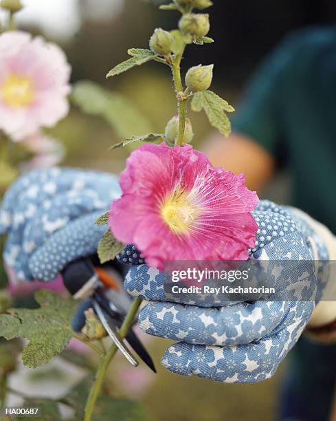 gloved hand clipping hollyhock flower (althaea rosea) - hollyhock stock pictures, royalty-free photos & images