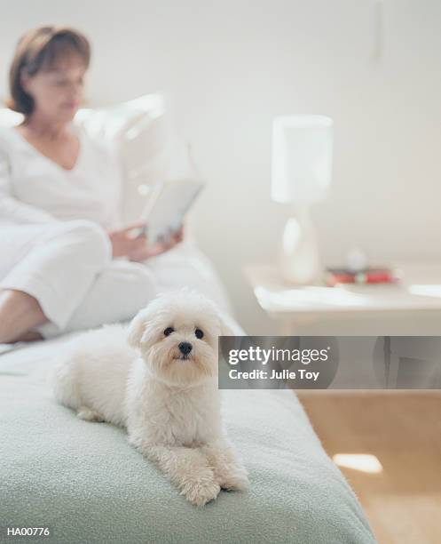 mature woman reading,  maltese dog on bed - bichon stock pictures, royalty-free photos & images