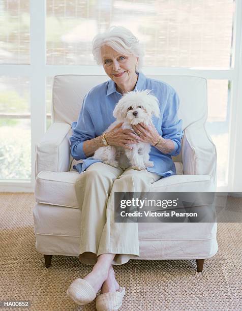 mature woman sitting on chair with maltese dog on her lap, portrait - bichon stock pictures, royalty-free photos & images