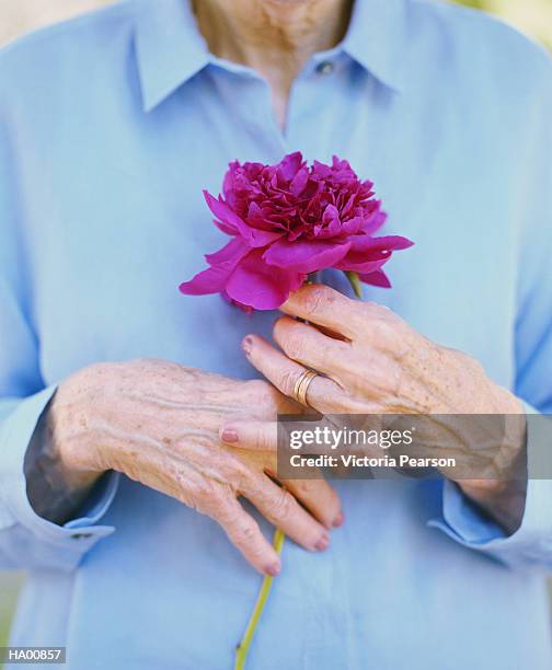 mature woman holding pink peony (paeonia suffruticosa) - paeonia suffruticosa stock pictures, royalty-free photos & images