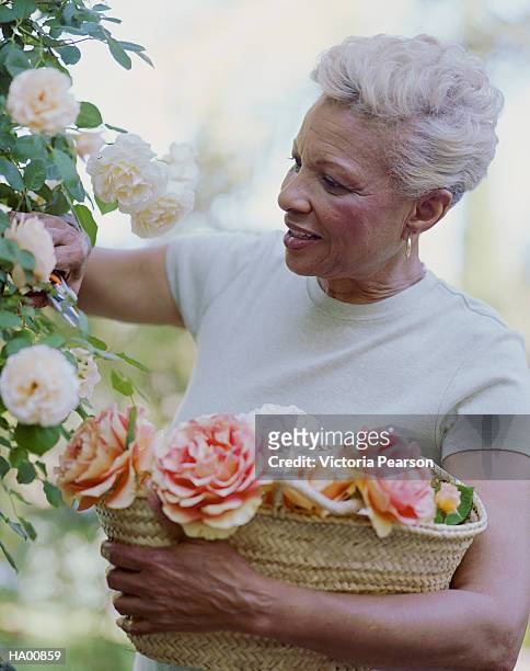 mature woman in garden holding basket of roses (rosa sp.) - sp imagens e fotografias de stock