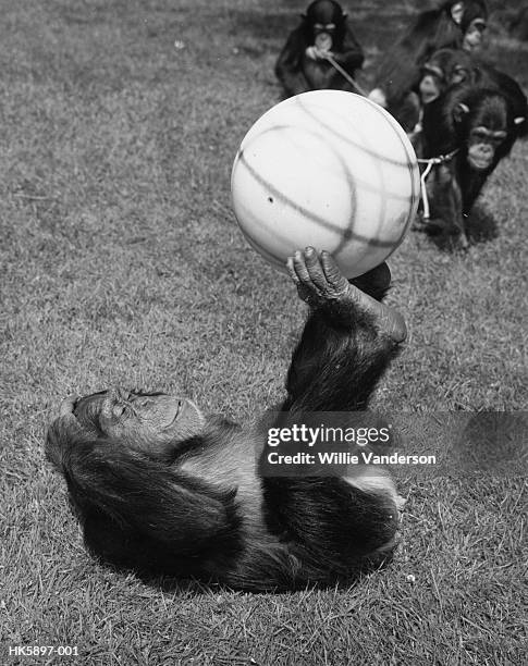 Chimps' Football