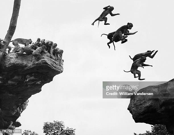 flying monkeys - 1952 stock pictures, royalty-free photos & images