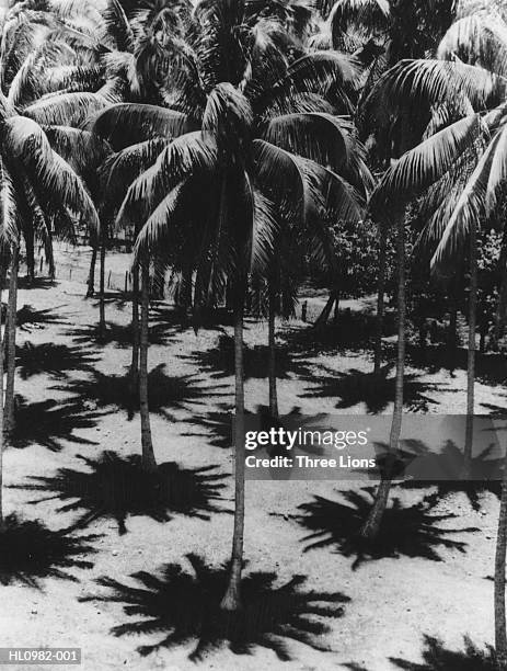 palm shadows - polynesian pattern stock pictures, royalty-free photos & images