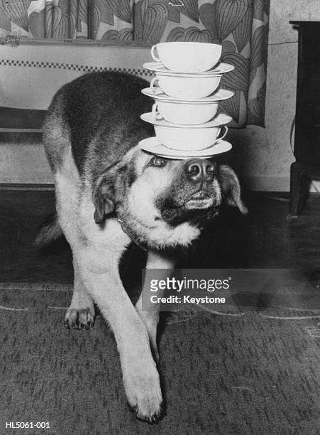 dog carrying cups - animal tricks ストックフォトと画像
