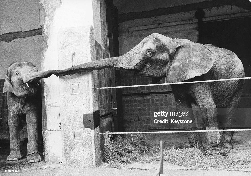 Welcoming Elephant