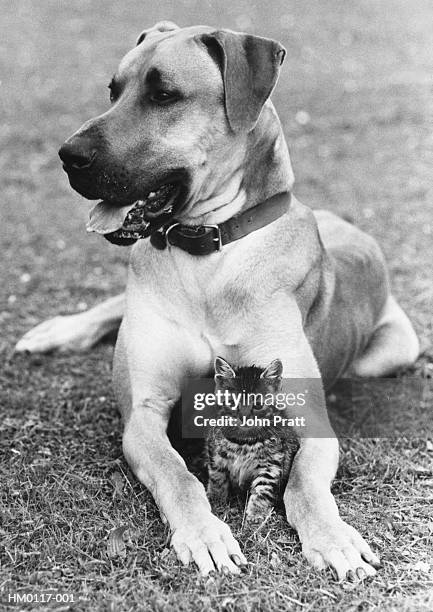 great dane and kitten - 1973 stockfoto's en -beelden