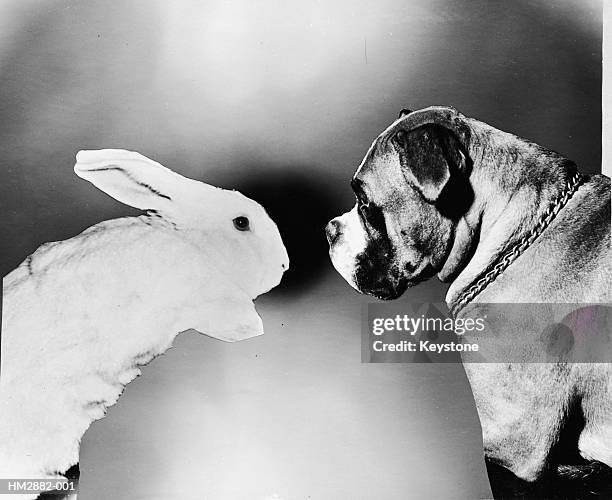 60s Rabbit 1,156 The 60s Collage Stock Photos, High-Res Pictures, and Images ...