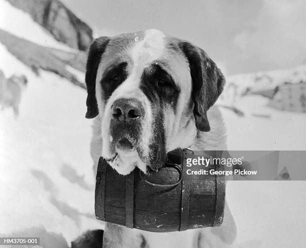 brandy bernard - perro de búsqueda y rescate fotografías e imágenes de stock