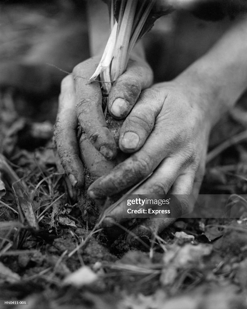 Bulb Planting