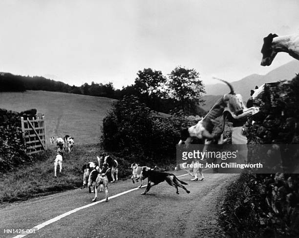hound trailing - foxhound stock pictures, royalty-free photos & images