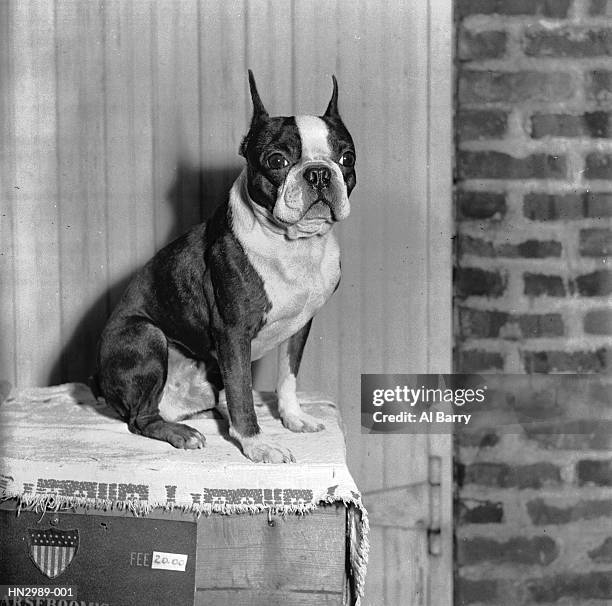 boston terrier - boston terrier stock pictures, royalty-free photos & images