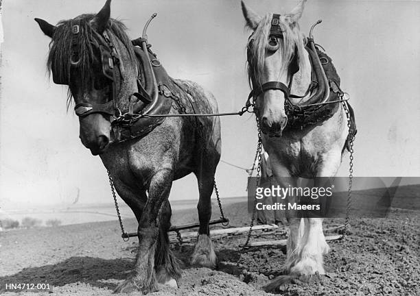 workhorses - horses stock pictures, royalty-free photos & images