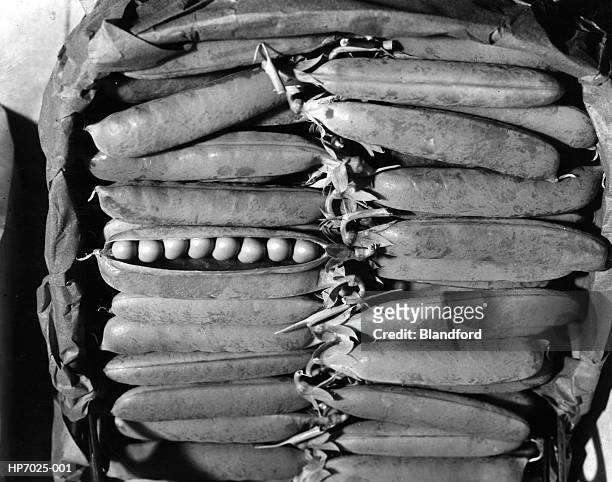 winning peas - 1952 stock pictures, royalty-free photos & images