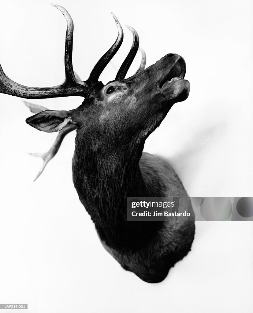 Deer head hunting trophy (B&W)